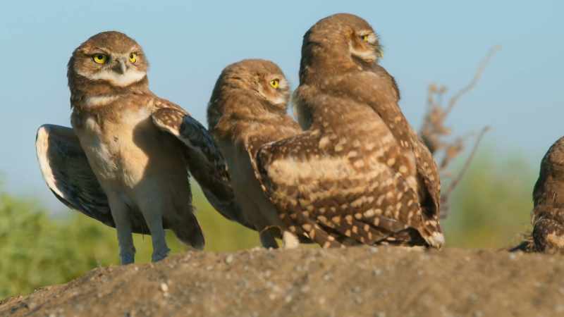 The only owls to live in large groups, up to 100 strong