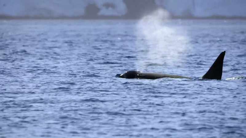 ''The only problem: this pod doesn't hunt fur seals.''