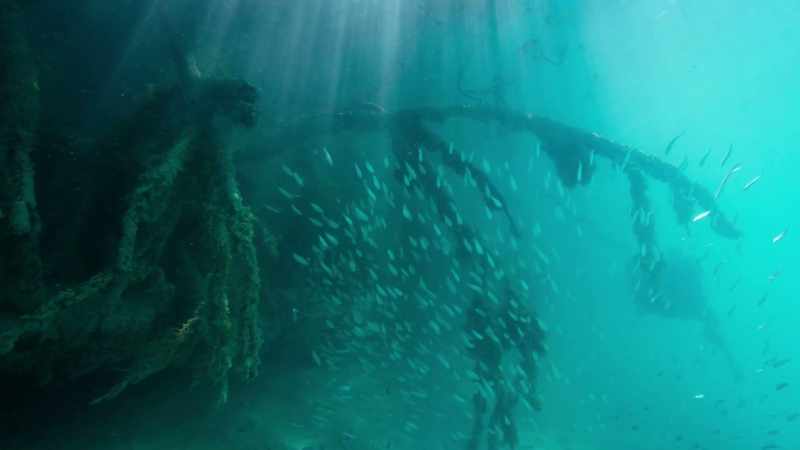 The only way I could go down there and hang out with these fish