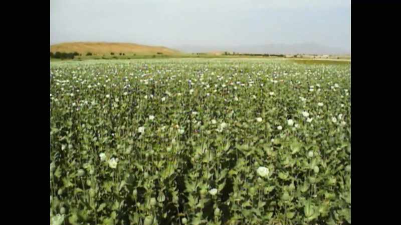 The opium needed for its production