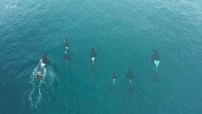 The orca that come here have a particular taste for seals