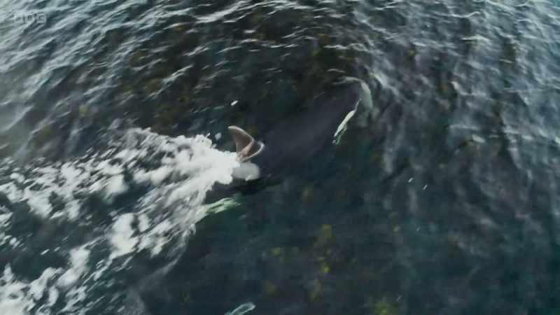 The orca takes its catch out into open water