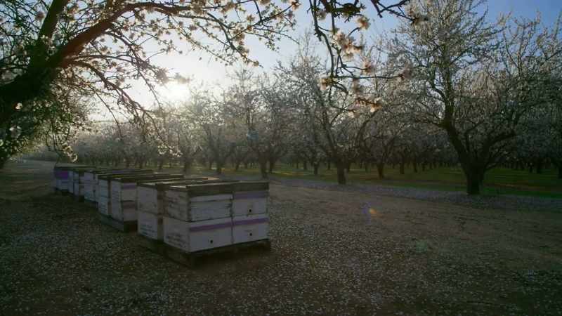 The orchard is only in bloom for a few weeks