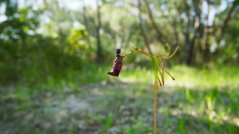 The orchid not only has the same shape and colour as a female wasp