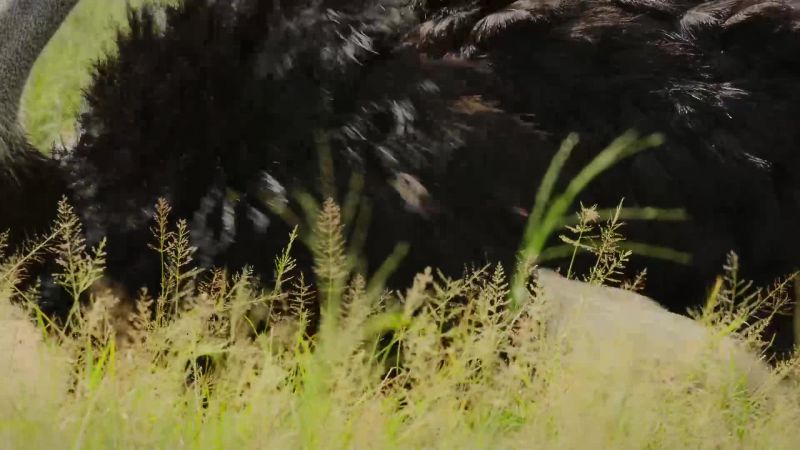 The ostrich dad's devotion has paid off