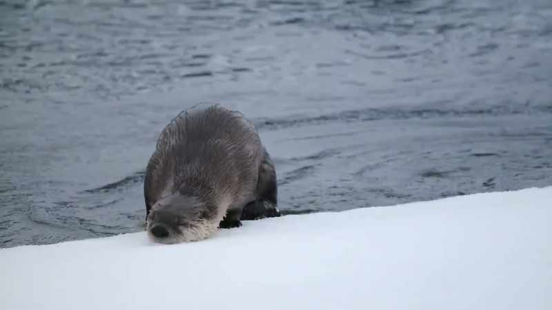 The otter pup, lost in the storm