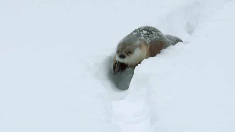 The otters run quickly