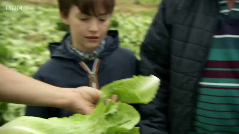 The outer leaves are the most nutritious, where it's green