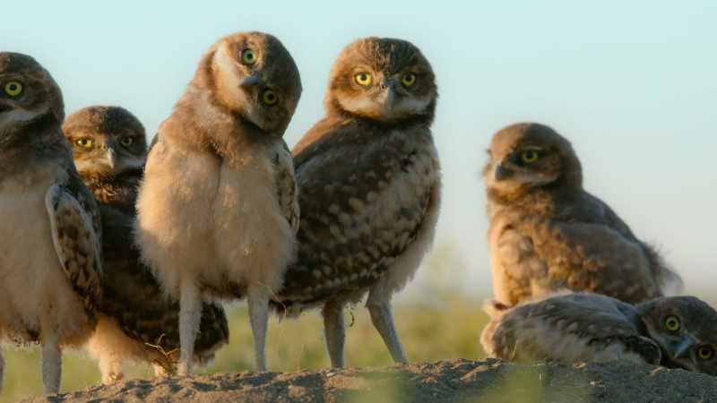 the owlets know to keep their distance