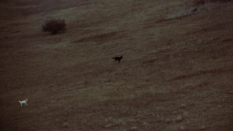 The pack needs to get as close as they can before launching an attack