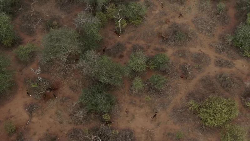 The pack is outnumbered, outgunned