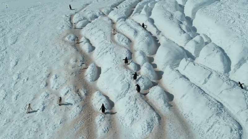 The paths they follow, carved by thousands of tiny footsteps