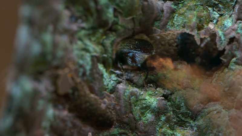 The pea-sized pest emits a pheromone
