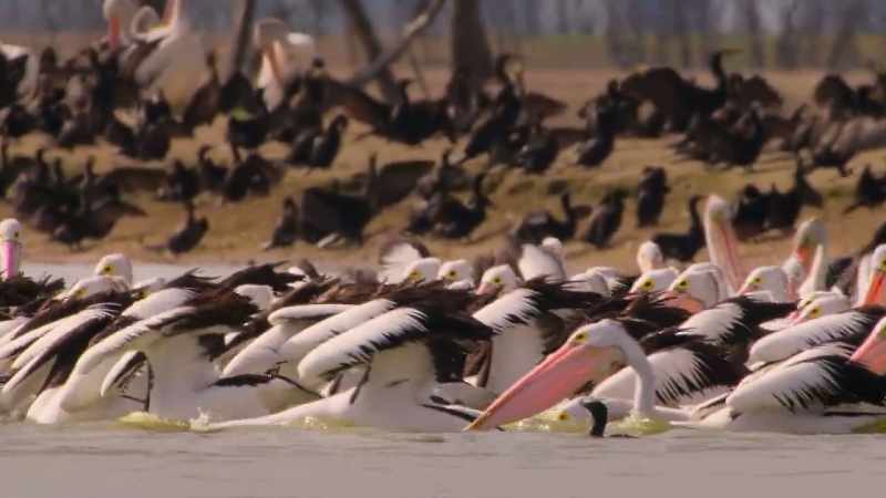 The pelicans feed