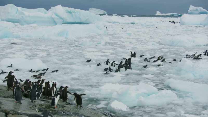 The penguins can neither walk nor swim