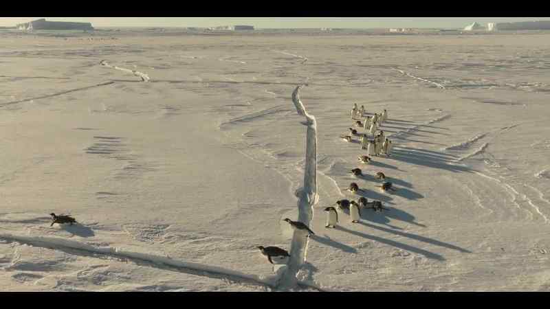 The penguins' world is suffering from record-breaking heatwaves