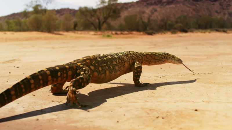 The perentie, two metres long