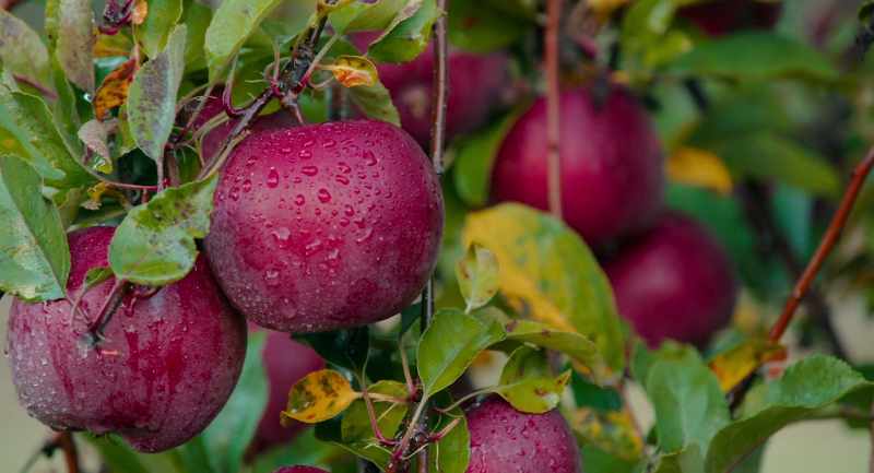 The perfect apple is not the perfect apple