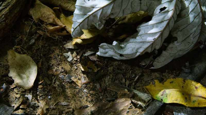 The perfect size to hunt micro-bugs down here in the leaf litter
