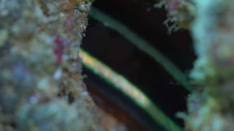 The pigment cells in its skin