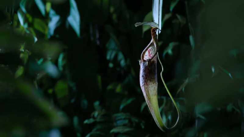 The pitcher provides secure accommodation