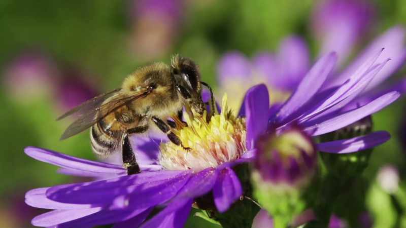 The plants rewarded them handsomely by evolving