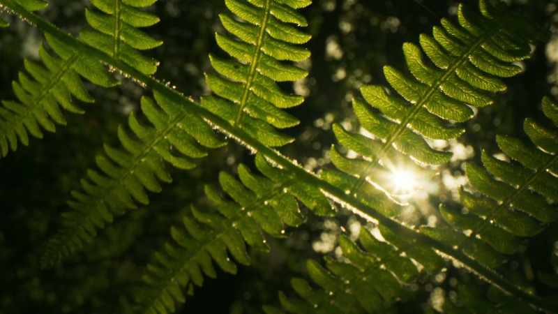 The plants take energy from the Sun