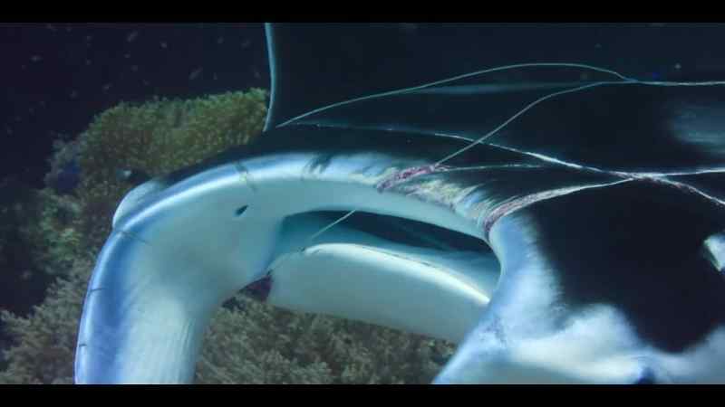 The plastic line will eventually cut through its flesh