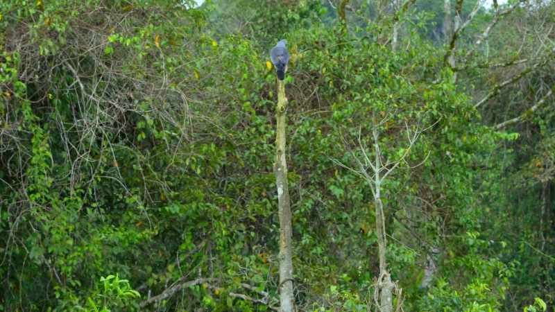 The pole is also a great vantage point for spying prey