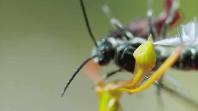 The pollen on his back now sticks to this different orchid