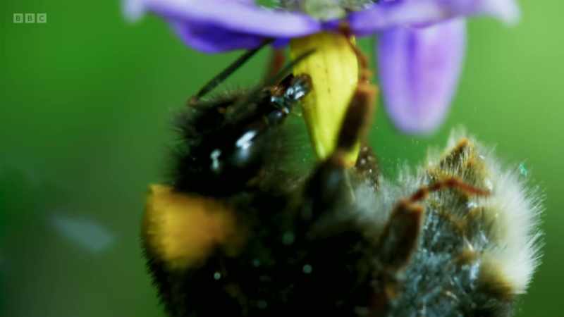 The pollen will feed her young