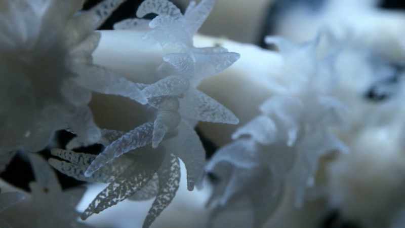 The polyps have stinging cells in their tentacles
