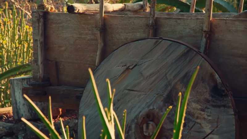 The poor old oxen, or whatever it is pulling the cart