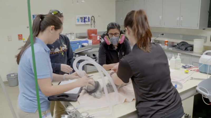 The problem with koalas is they can be challenging anesthetics