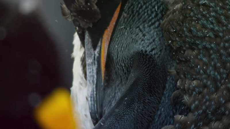 The process is known as a catastrophic moult