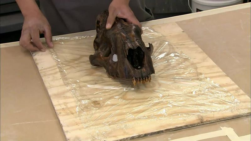 THE PROCESS STARTS WITH A REAL SKULL