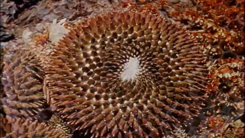The profusion of mathematical forms
