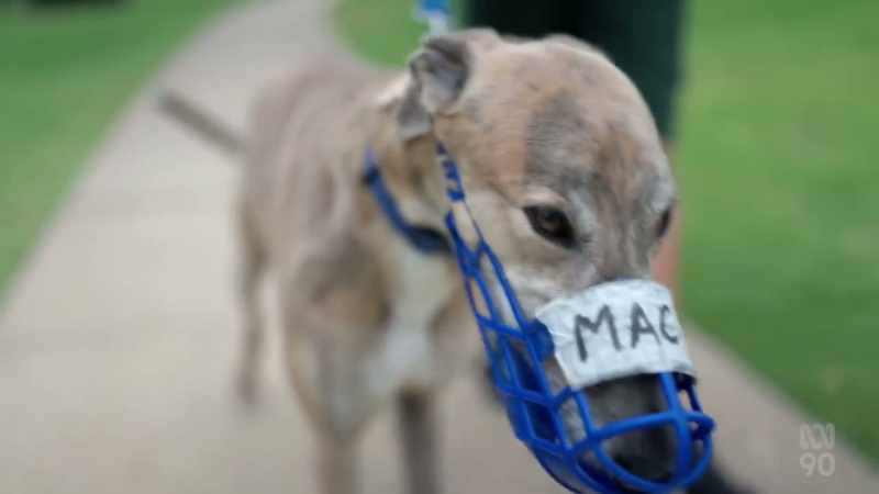 The program's called GAP, greyhounds as pets