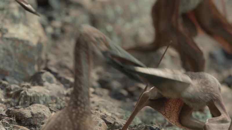 The pterosaurs are skittish