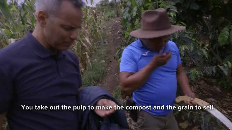 The pulpa for compost. The pulp