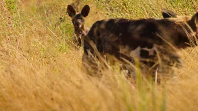 The pups' first meal out is impala