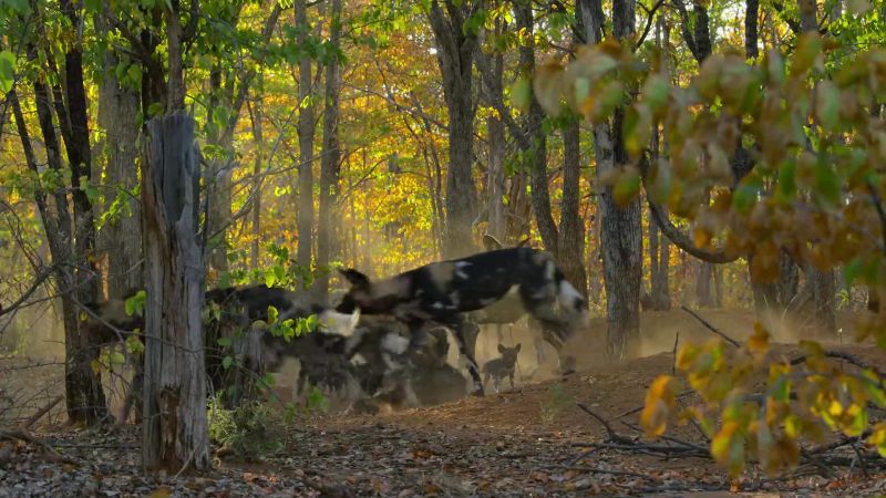 The pups greet the adults returning from a hunt