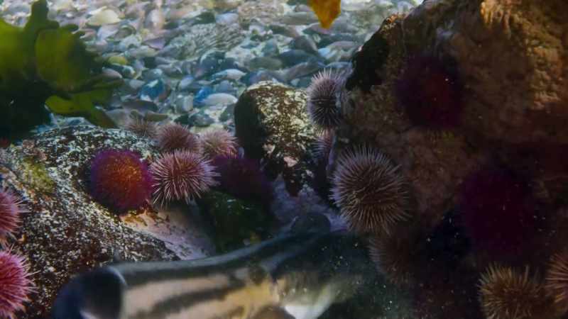 The Pyjama Shark actually got hold of that octopus