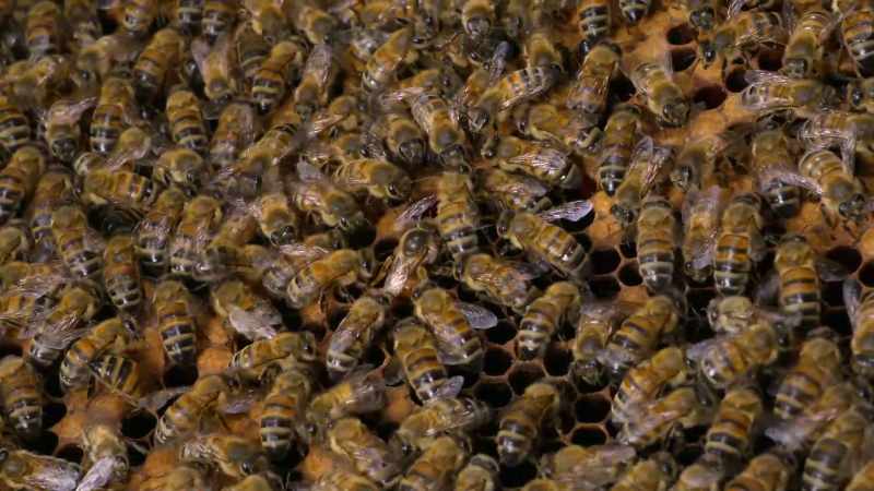 The queen is no absolute ruler controlling the other bees