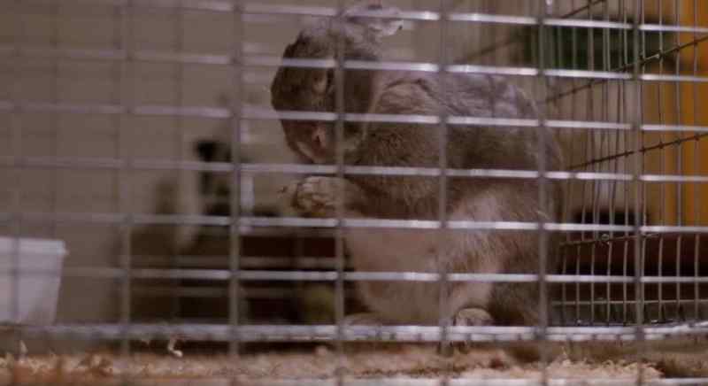 The rabbit