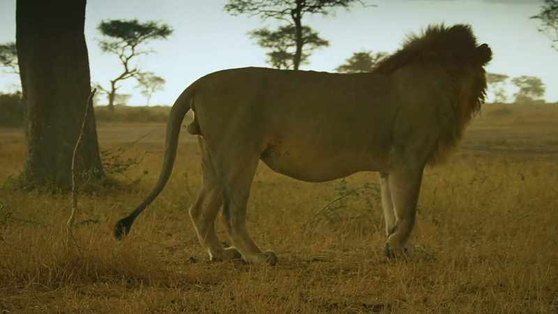 The rains will bring the great migration, and food for all