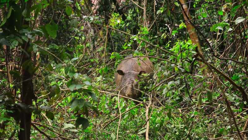 The rarely-glimpsed and surprisingly small