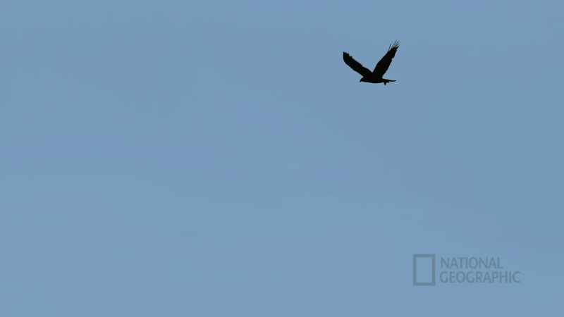 The raven was the creator in the beginning