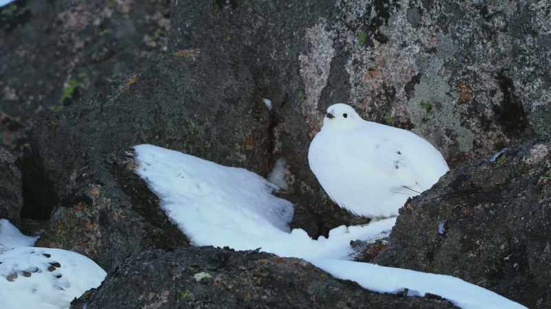 The recent decrease in snow cover has made them only too conspicuous