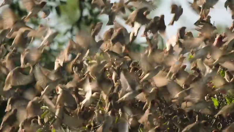 'The red-billed quelea are also heading off